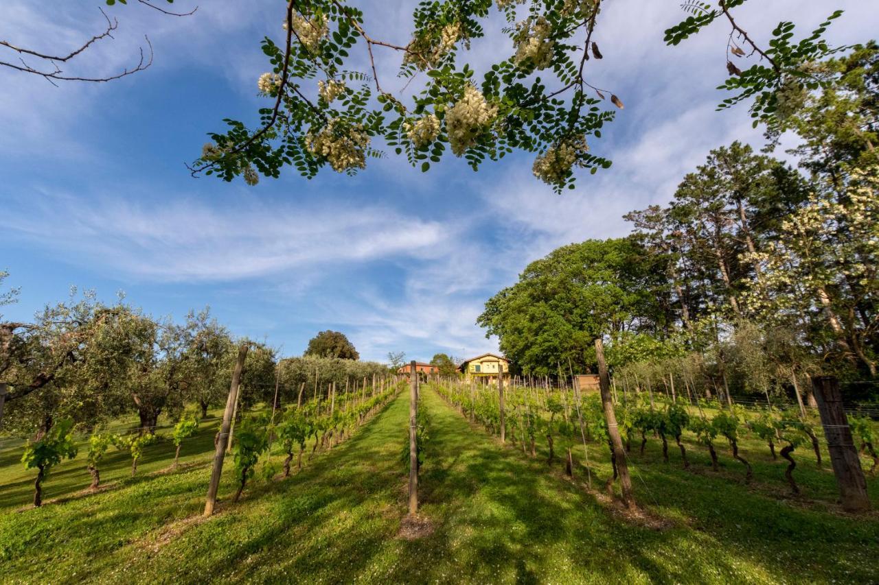 Podere Sant'Antonio Fauglia Zewnętrze zdjęcie