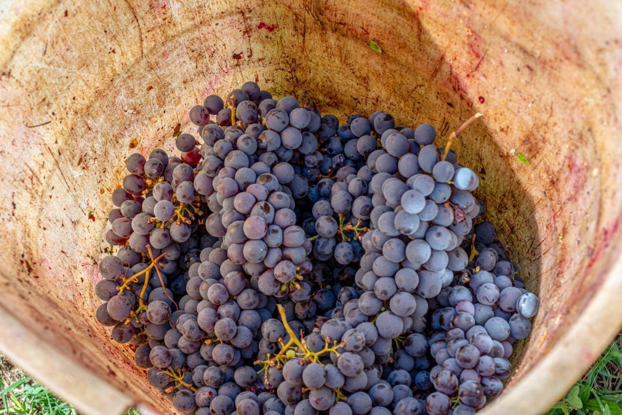 Podere Sant'Antonio Fauglia Zewnętrze zdjęcie