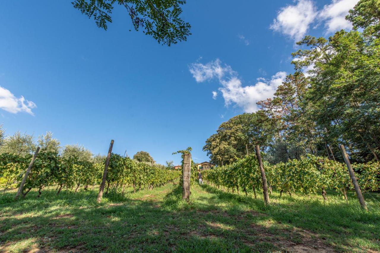 Podere Sant'Antonio Fauglia Zewnętrze zdjęcie