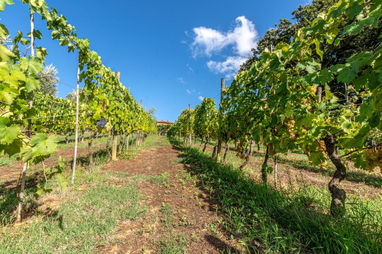 Podere Sant'Antonio Fauglia Zewnętrze zdjęcie