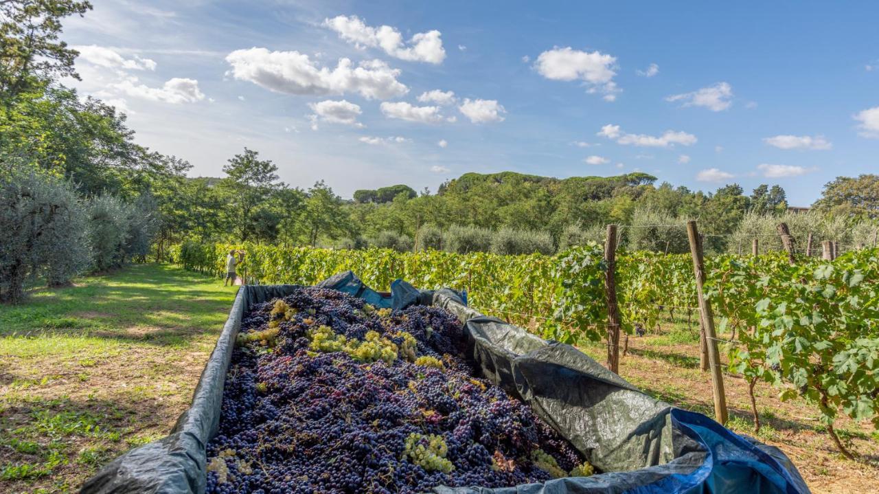 Podere Sant'Antonio Fauglia Zewnętrze zdjęcie